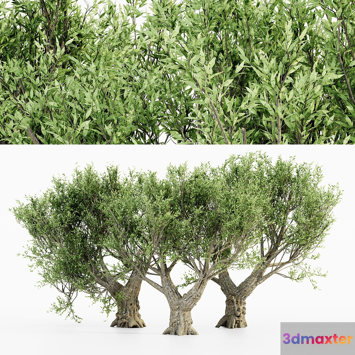 African Olive tree 3D Max