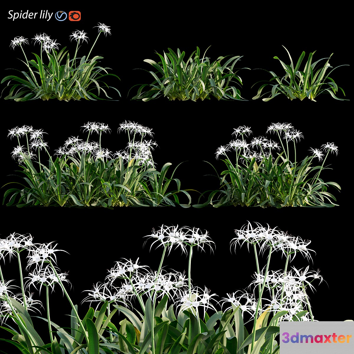 Hymenocallis americana -Spider lily 3D Max