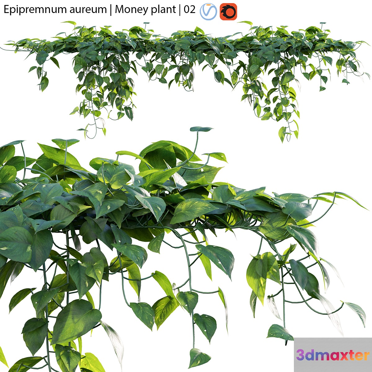 Epipremnum aureum - Money plant - 02 3D Max