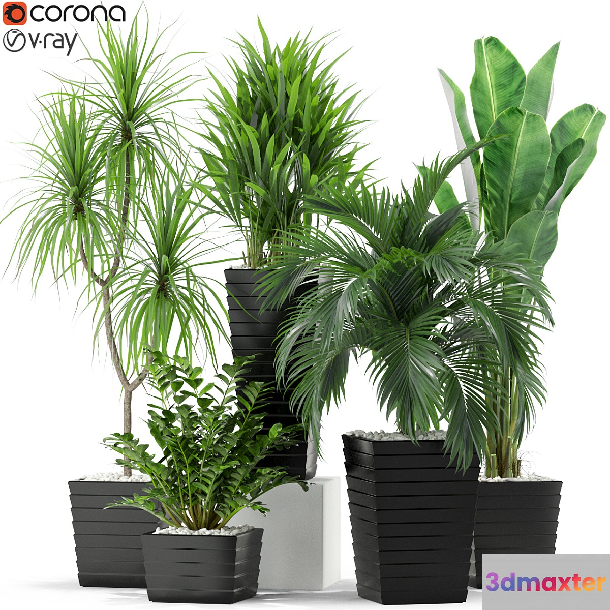 Plants collection 371 - No.3