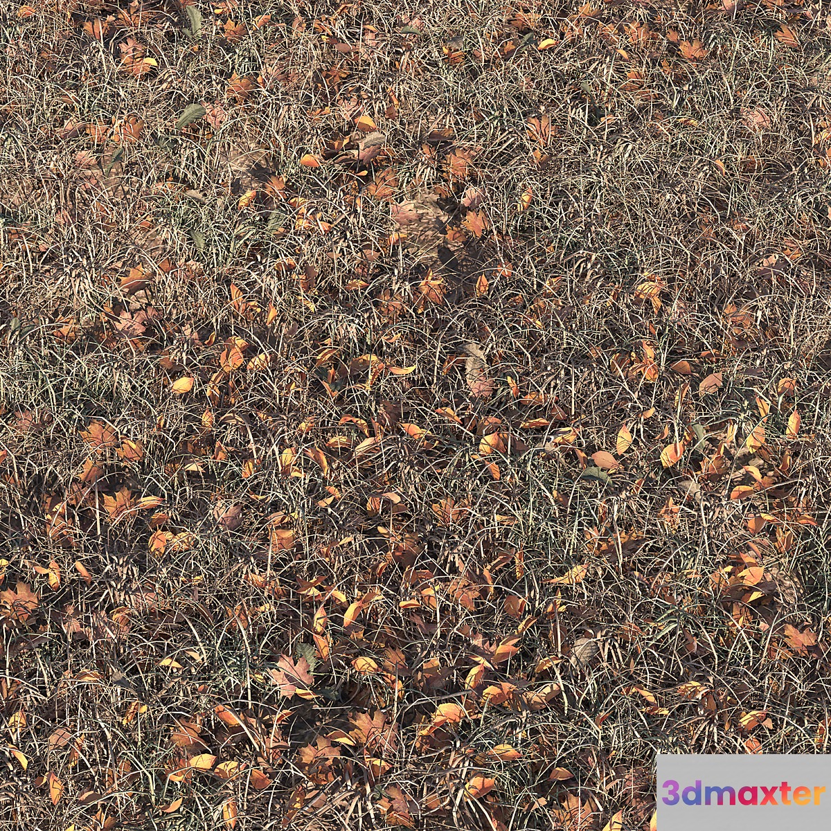 Autumn grass
