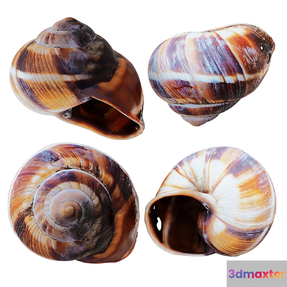 Empty Shell Snail 3D Max