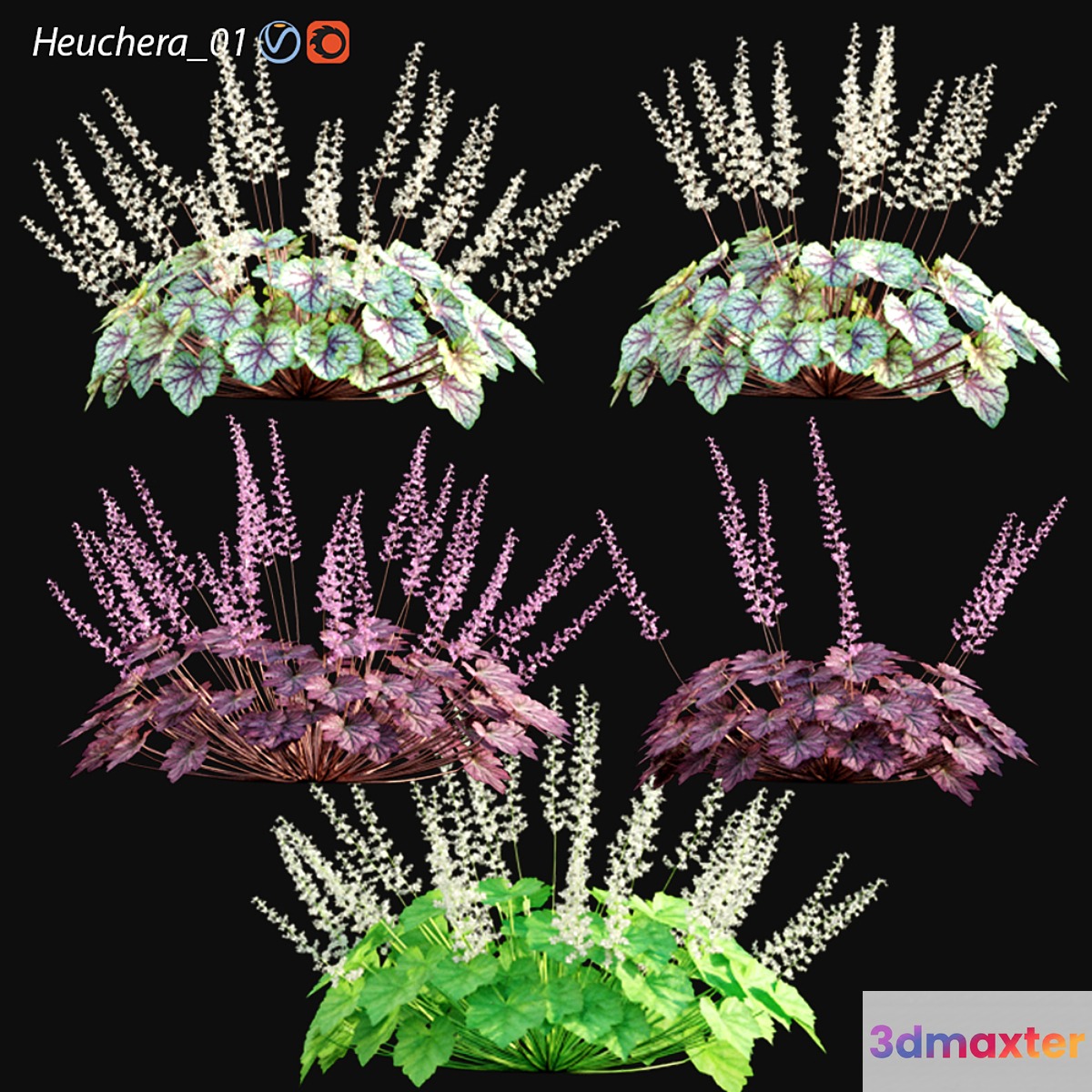 Heuchera - Coral Bells 01 3D Max