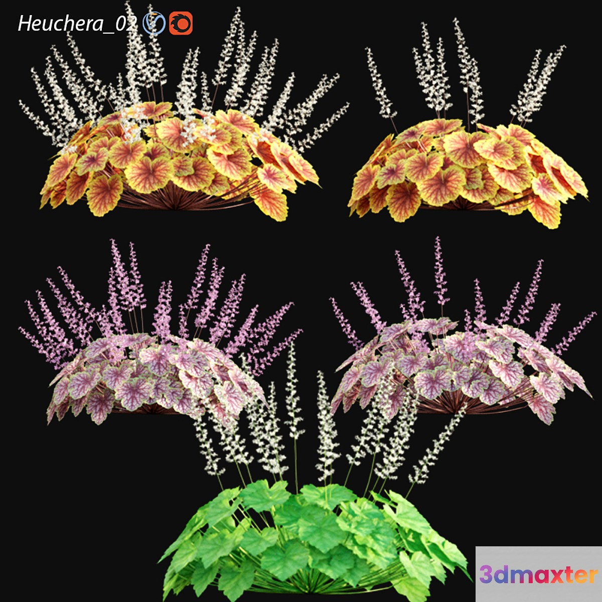 Heuchera - Coral Bells 02 3D Max