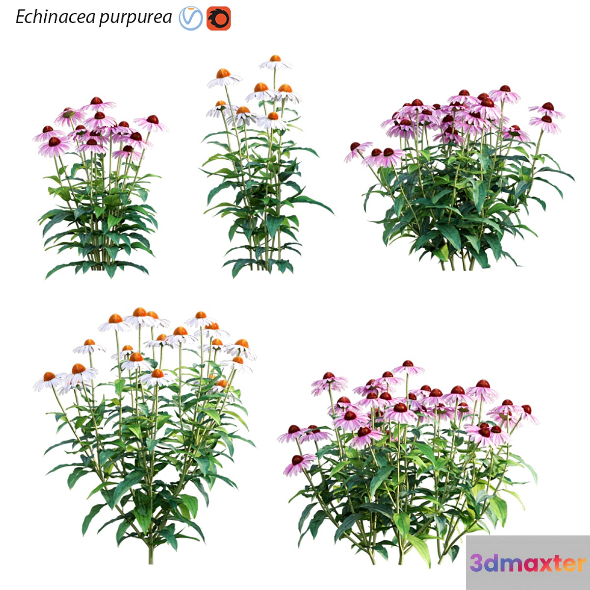 Echinacea purpurea - Coneflower 3D Max