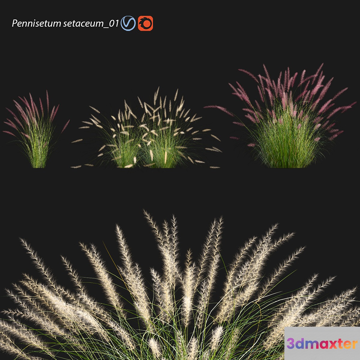 Pennisetum setaceum_01 3D Max