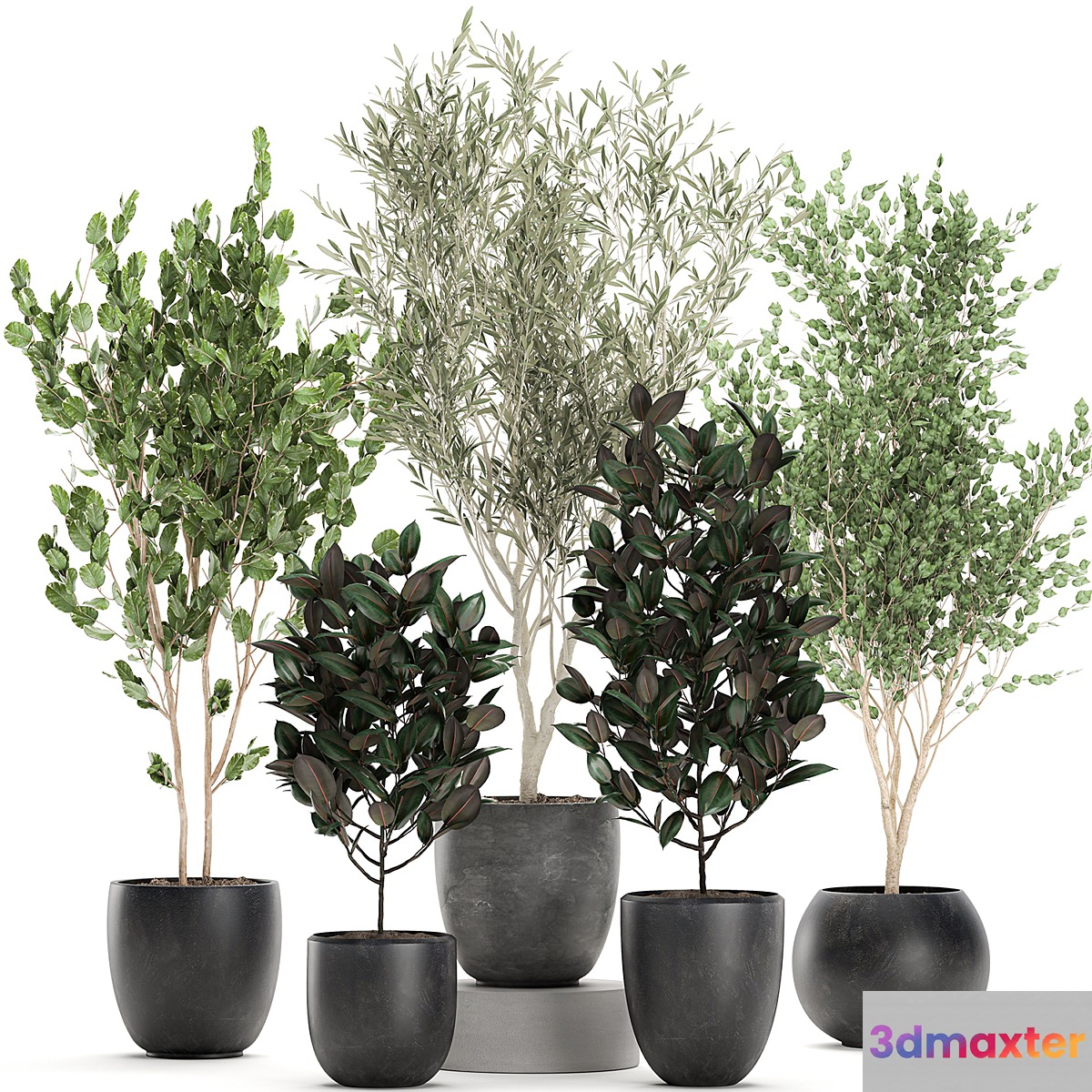 Collection of beautiful small trees in black pots with Olive tree ficus abidjan. Set 695. 3D Max
