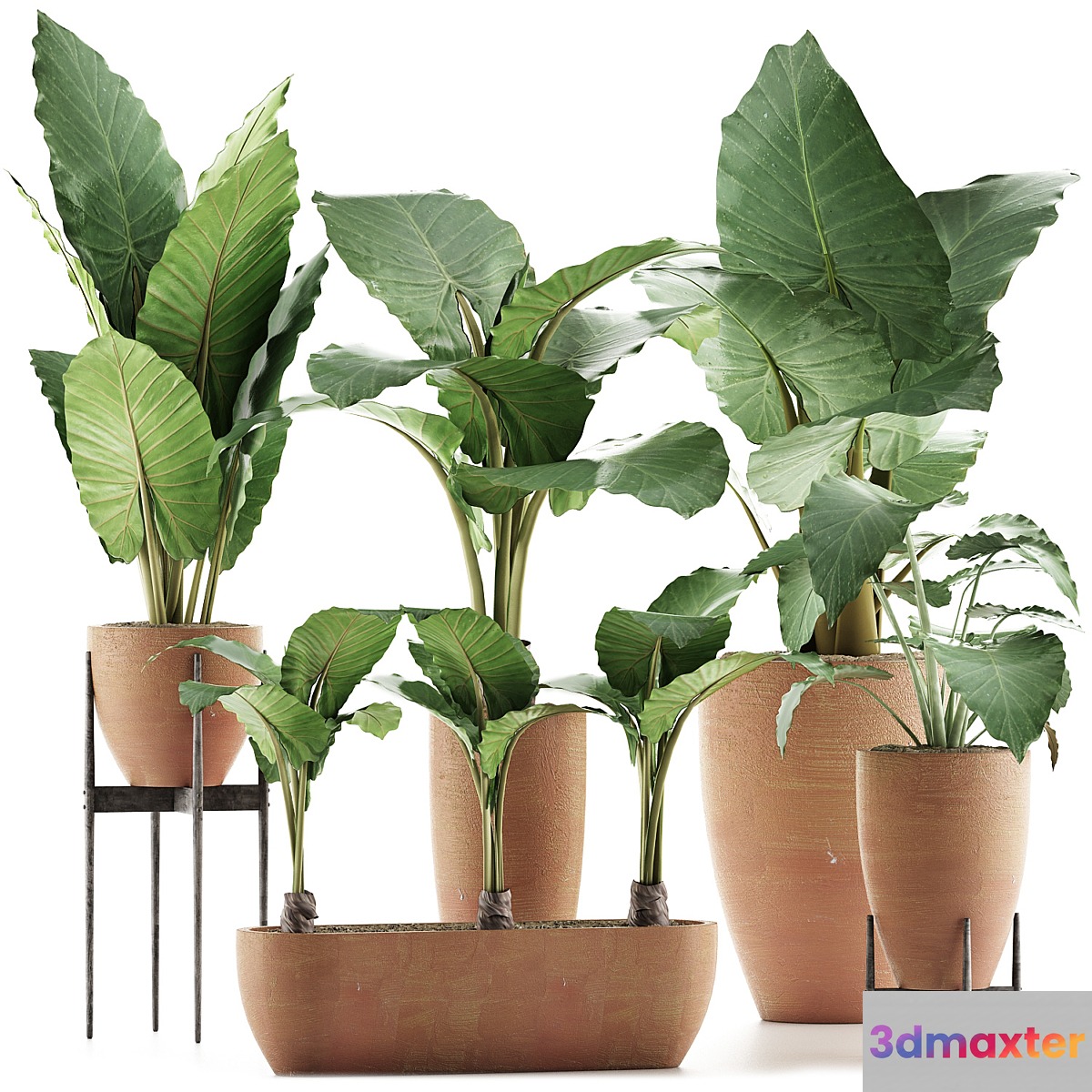 Plants Collection 31