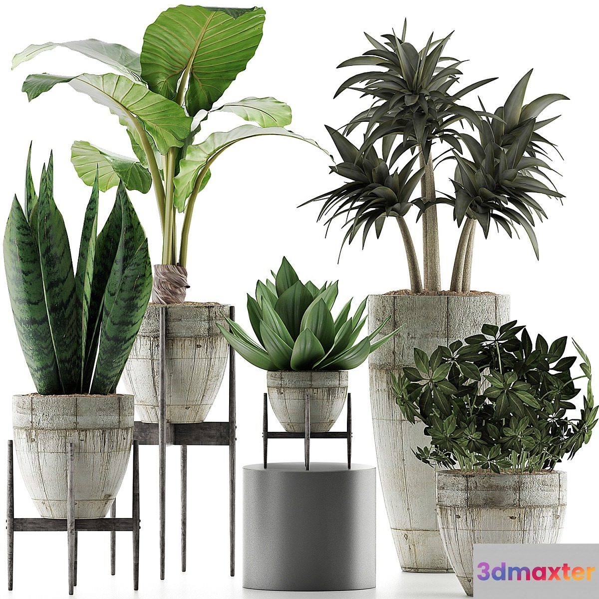 Plants Collection 37 3D Max