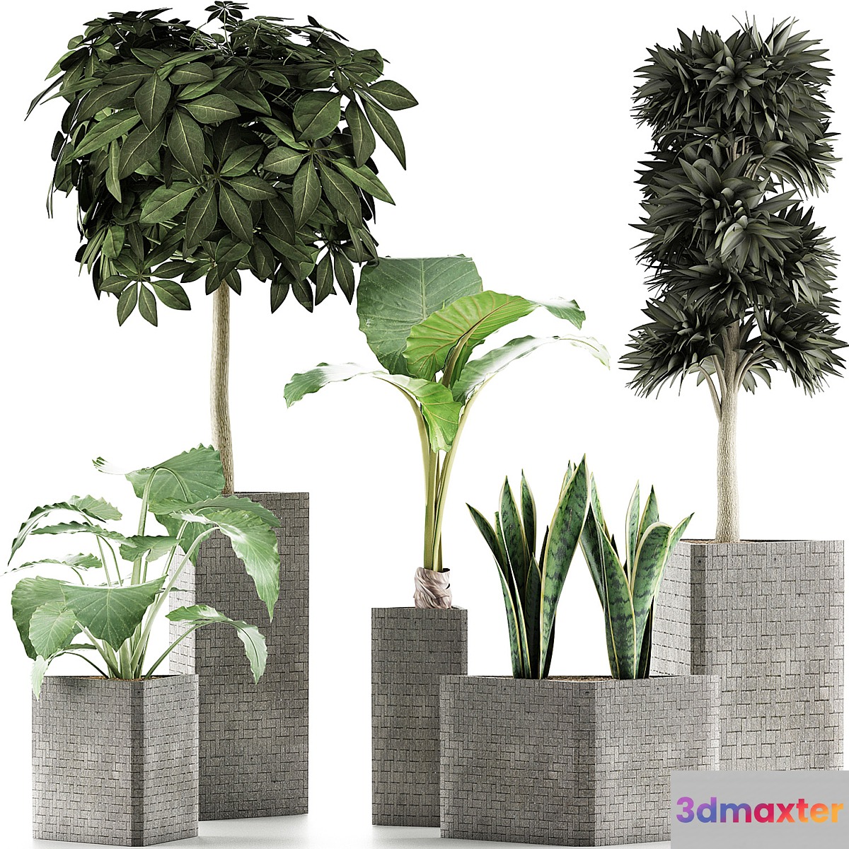 Plants Collection 39 3D Max