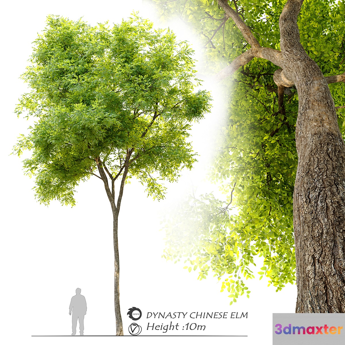 Ulmus parvifolia dynasty (Dynasty chinese elm) 3D Max