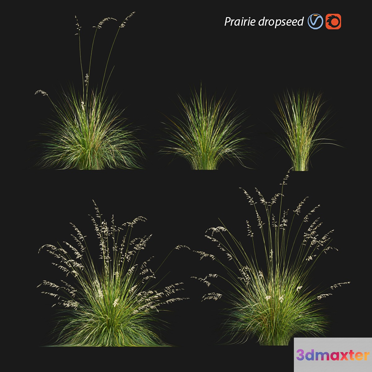 Prairie dropseed | Sporobolus heterolepis 3D Max