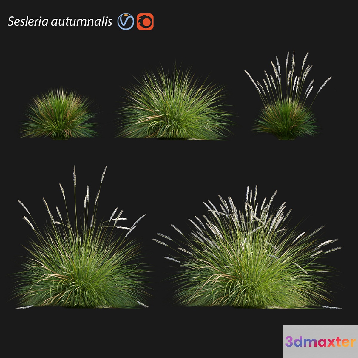 Sesleria autumnalis | Autumn moor grass