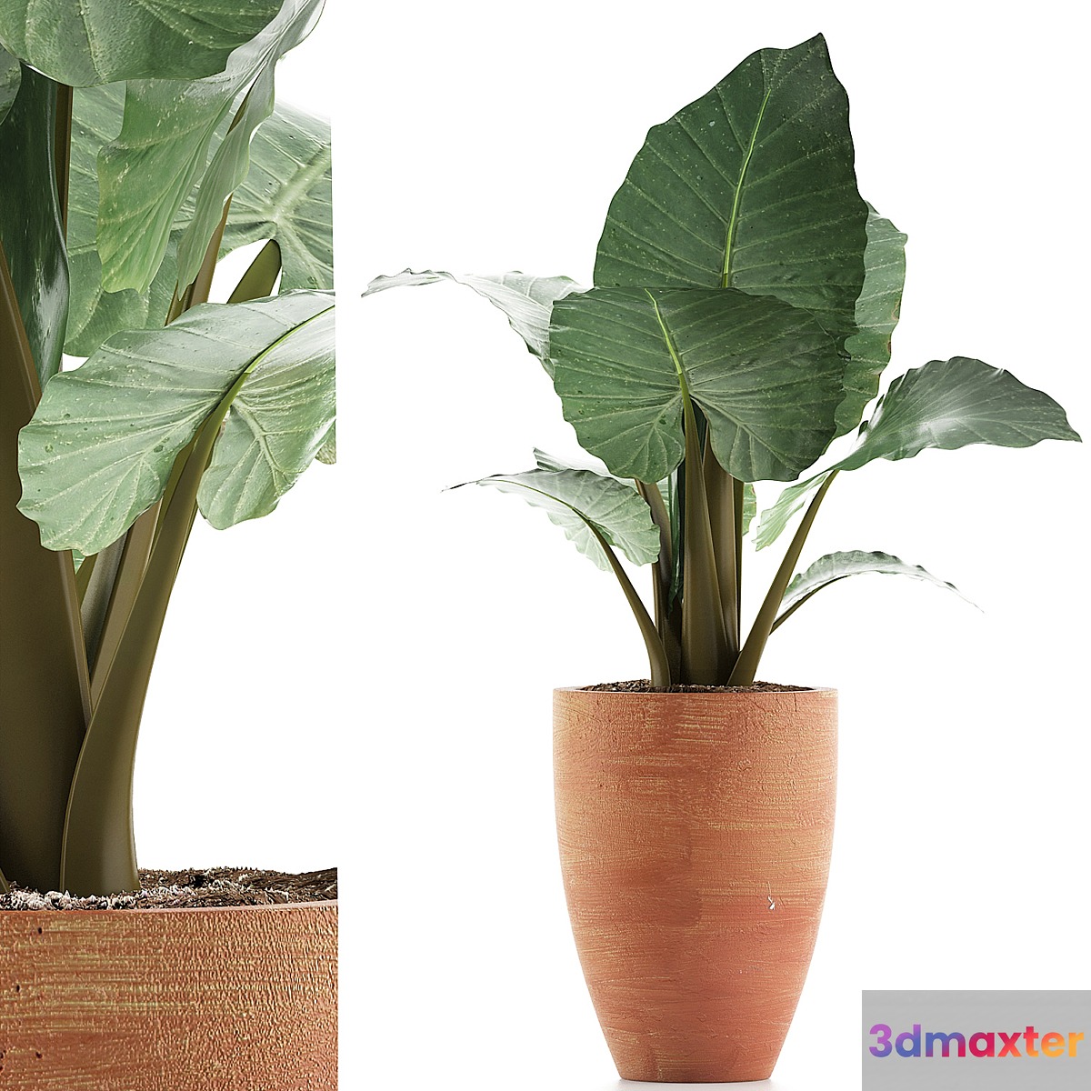 Plants Collection 67 Alocasia 3D Max