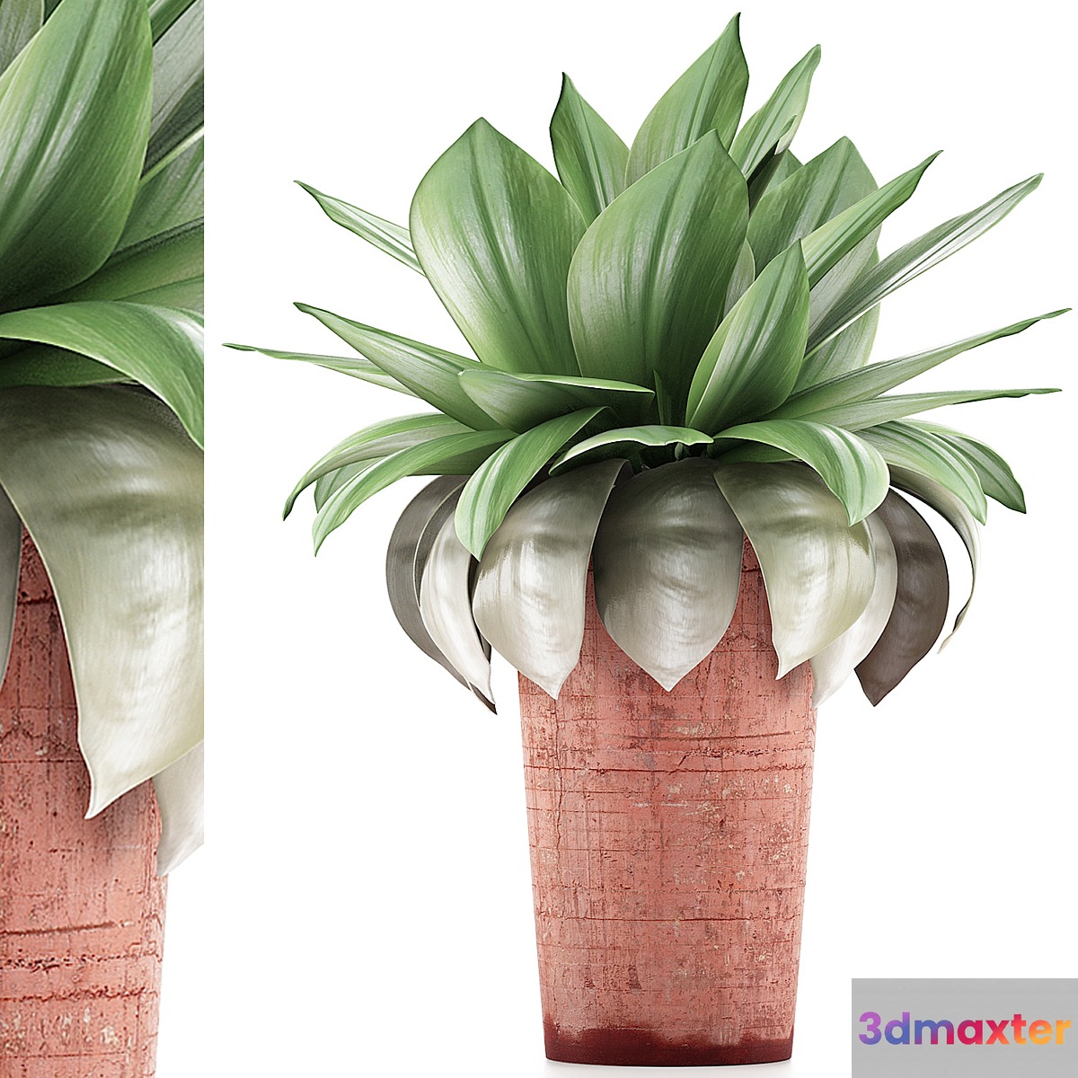 Plants Collection 78 Agave 3D Max