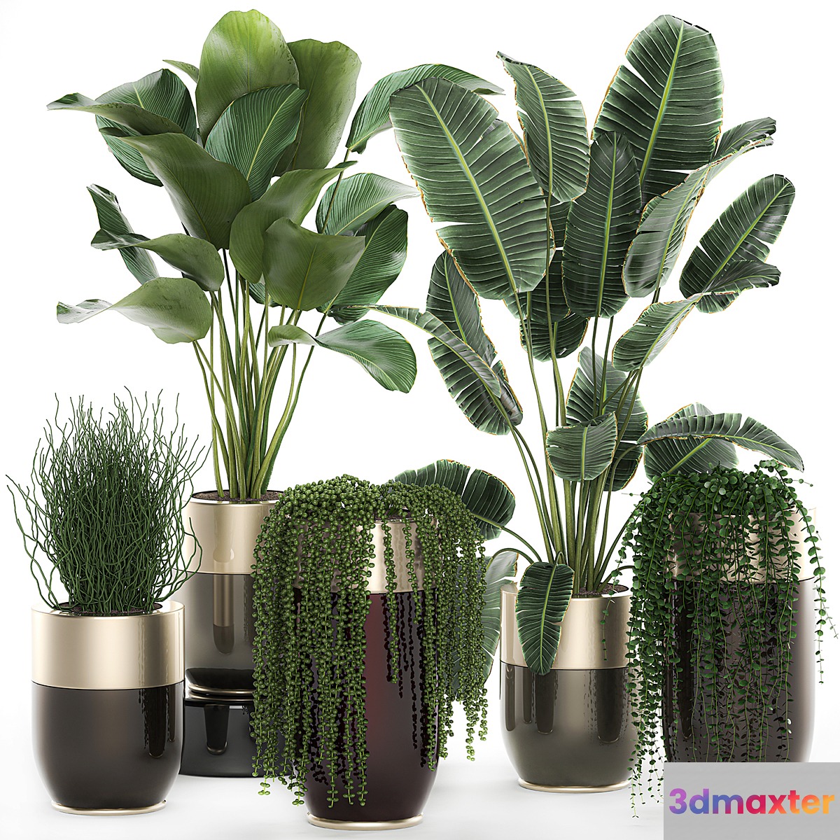 Collection of plants in gold pots Godwin Longhi with hanging Banana calathea Krestovnik Strelitzia. Set 706.
