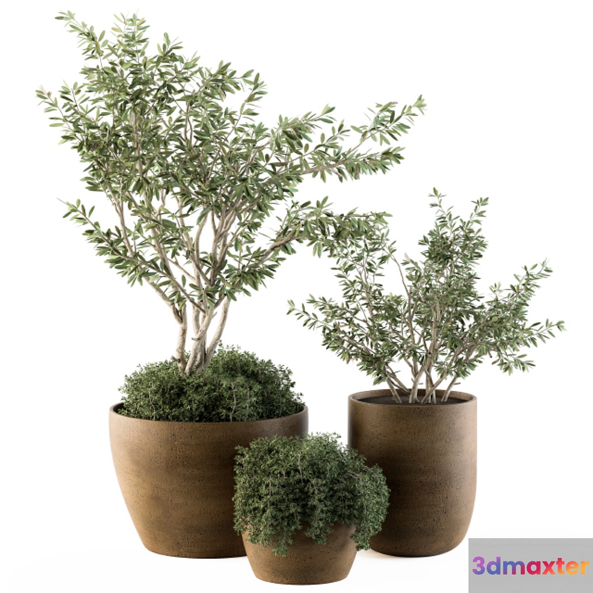 Outdoor Plants Olive - Set 79 - No.3