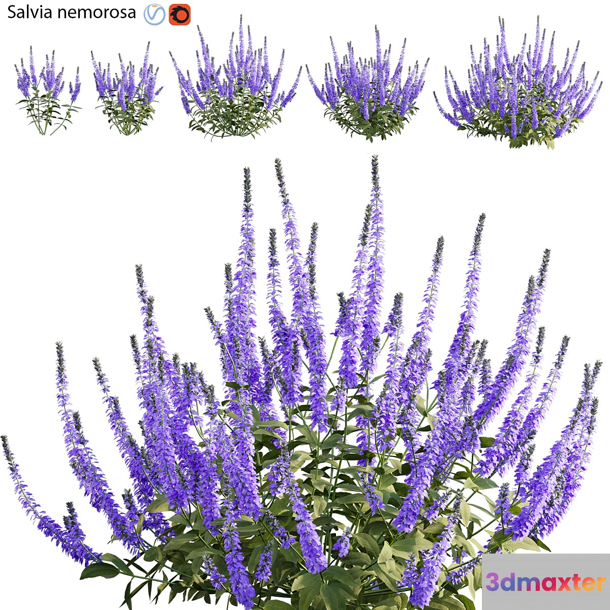 Salvia nemorosa 3D Max
