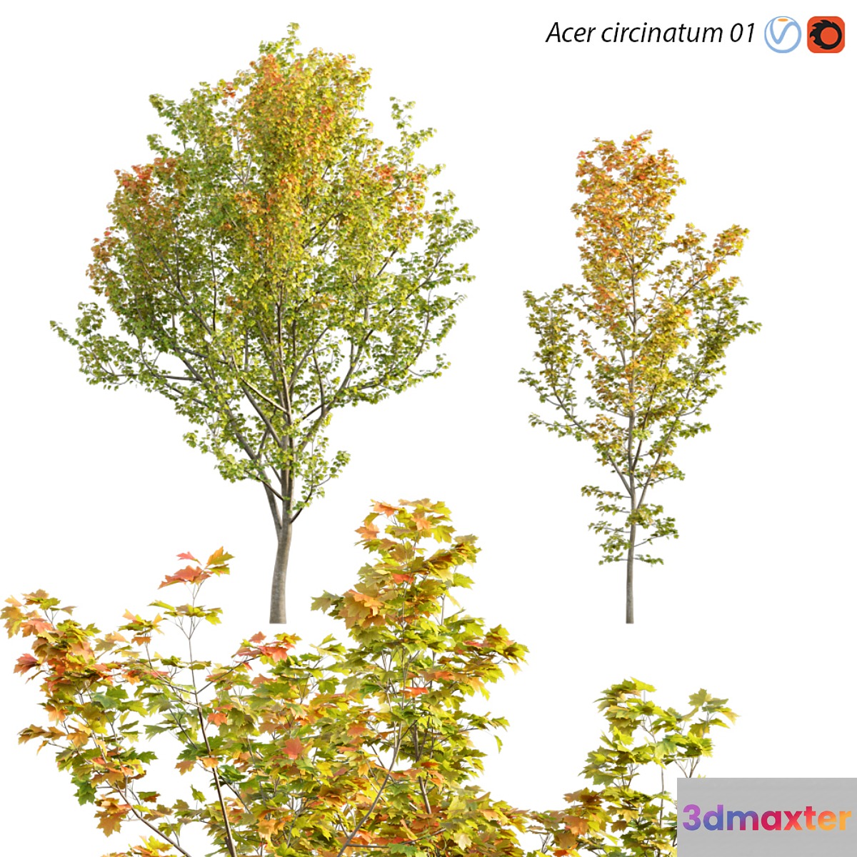 Acer circinatum | Vine Maple 01