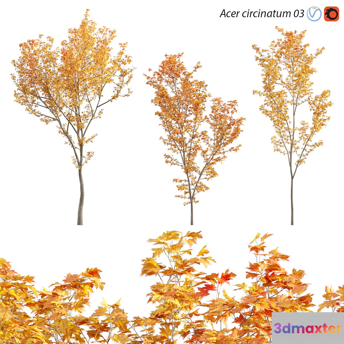 Acer circinatum - Vine Maple 03