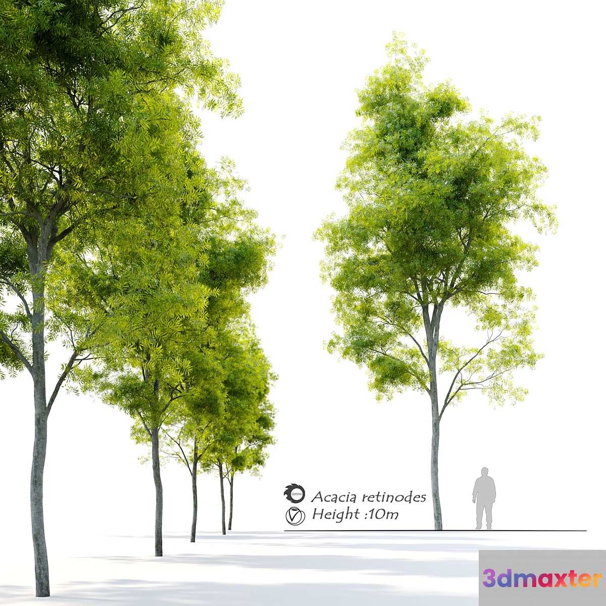 Acacia retinodes (water wattle) 3D Max