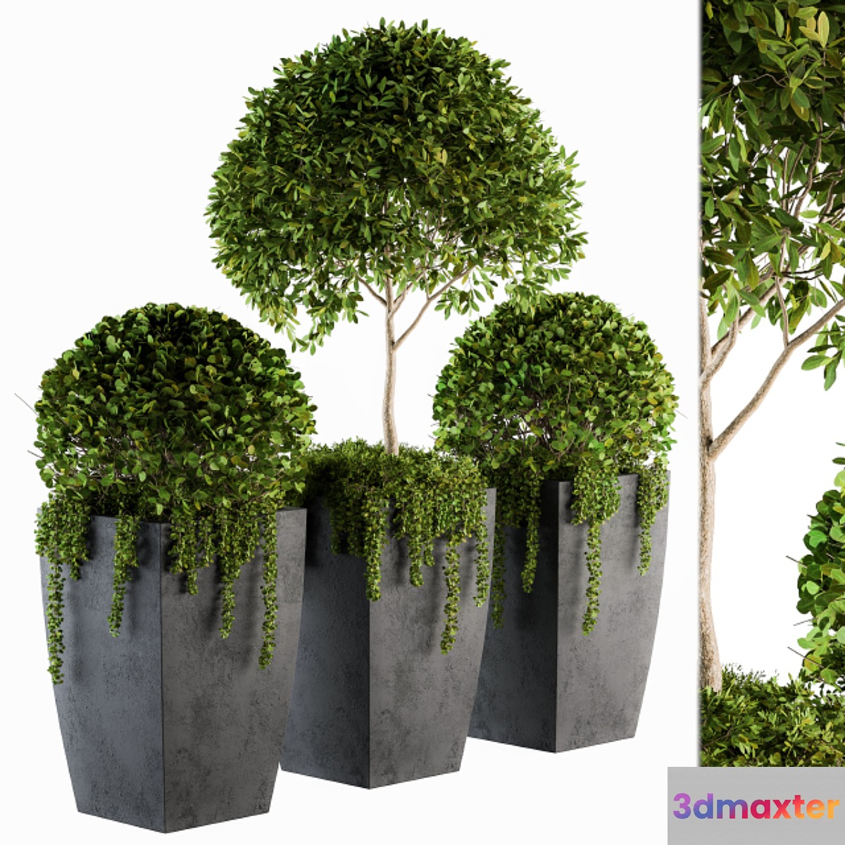 Outdoor Plants Round Topiary Tree - Set 75