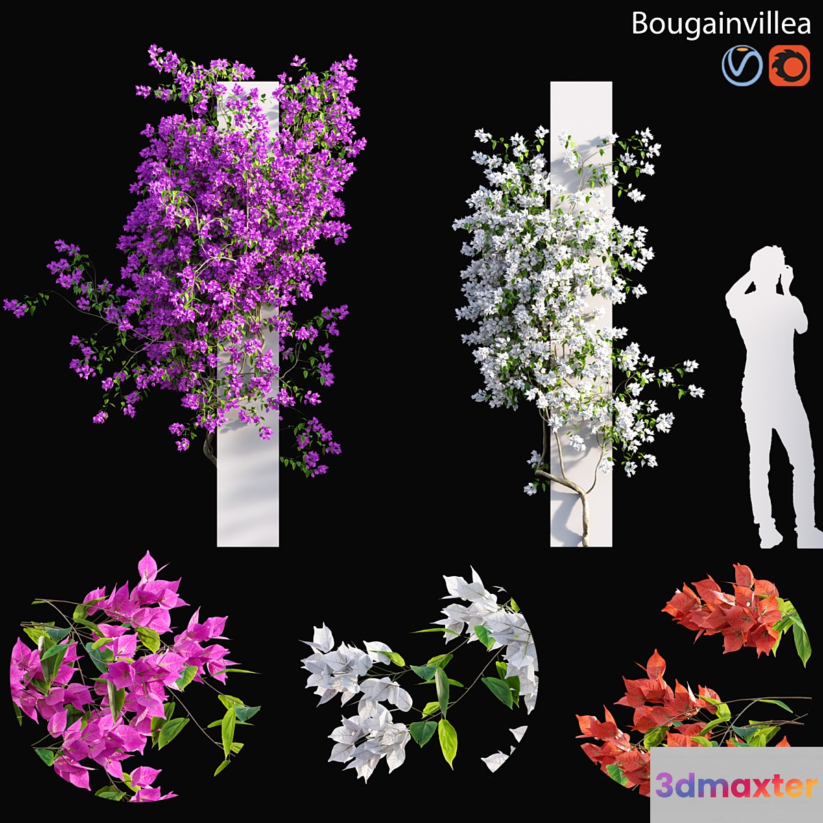 Bougainvillea - 01 3D Max