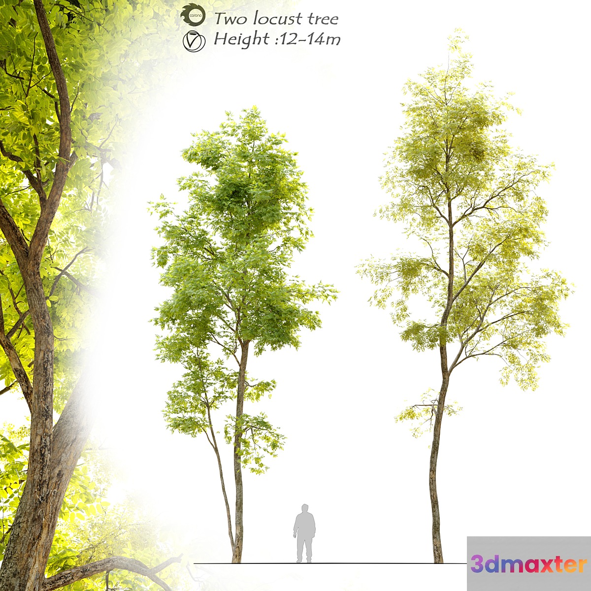 Two locust tree 3D Max