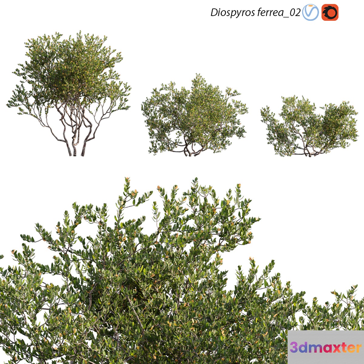 Diospyros ferrea_02 3D Max