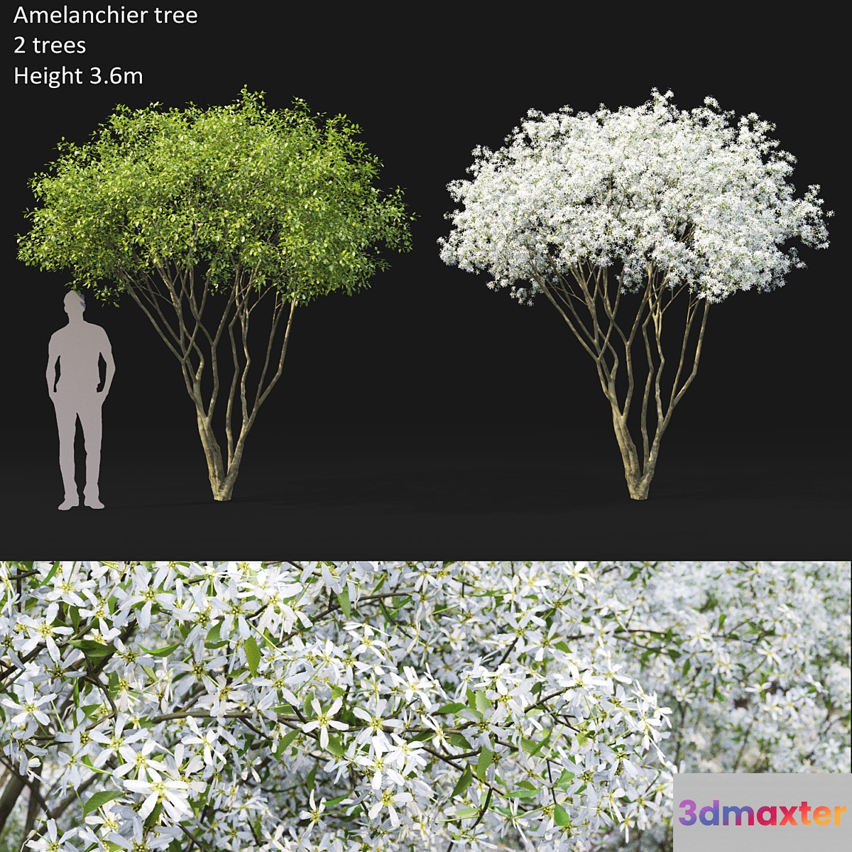 Amelanchier 3D Max