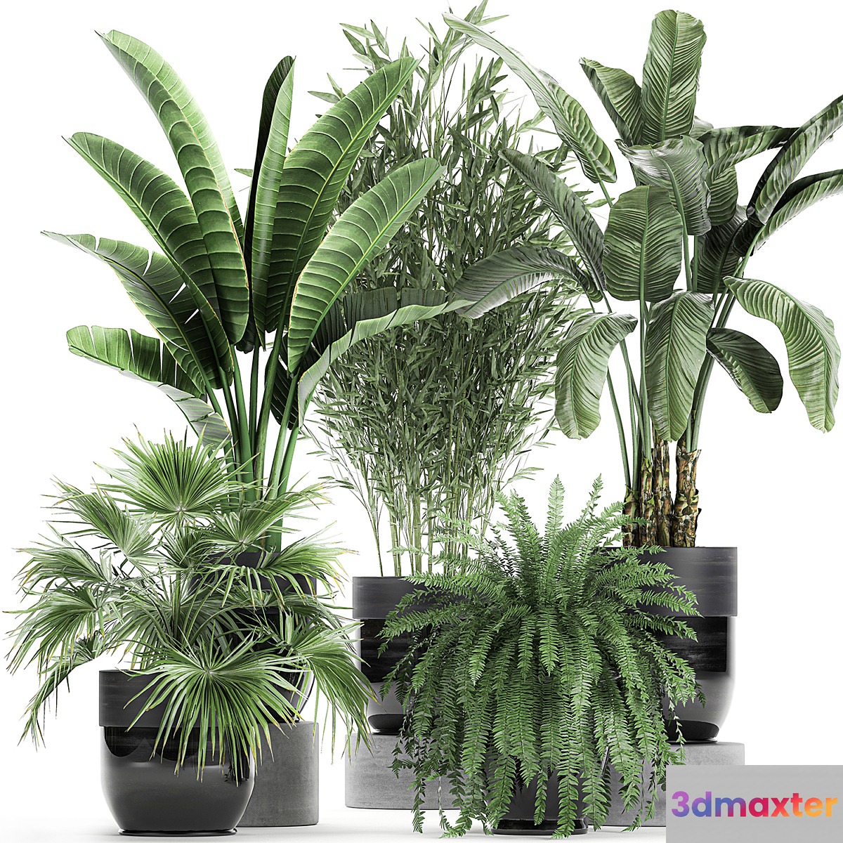 Collection of plants in black pots with Bamboo Banana fan palm fern strelitzia. Set 711 3D Max