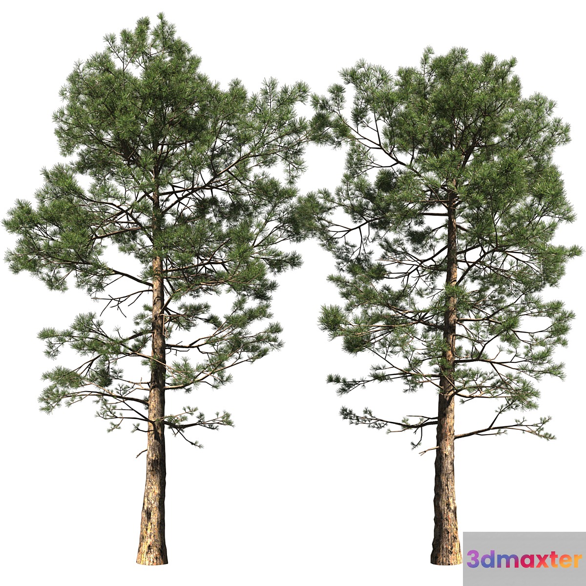 Pine | Pinus # 002 (16.5m) 3D Max