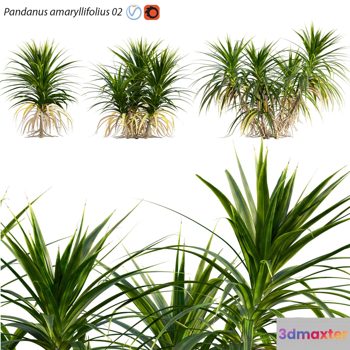 Pandanus amaryllifolius | Pandan leaves | Edible pandan 02 3D Max