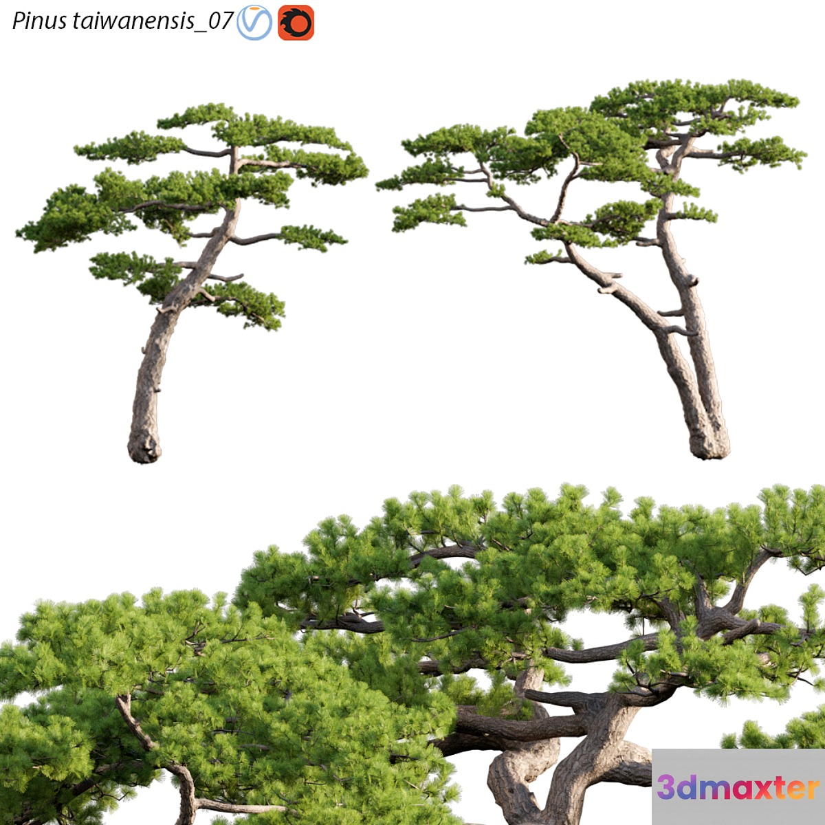 Pinus taiwanensis | Taiwan red pine | Pine | 07