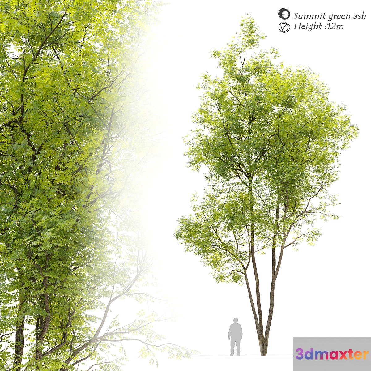 Summit green ash (Fraxinus pennsylvanica Summit) 3D Max