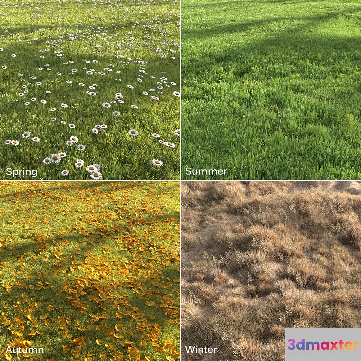 Four seasons grass