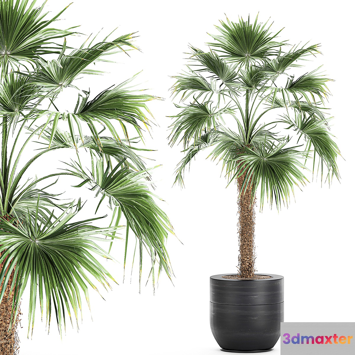 A beautiful little lush indoor fan palm in a black flower pot. Set 714. 3D Max