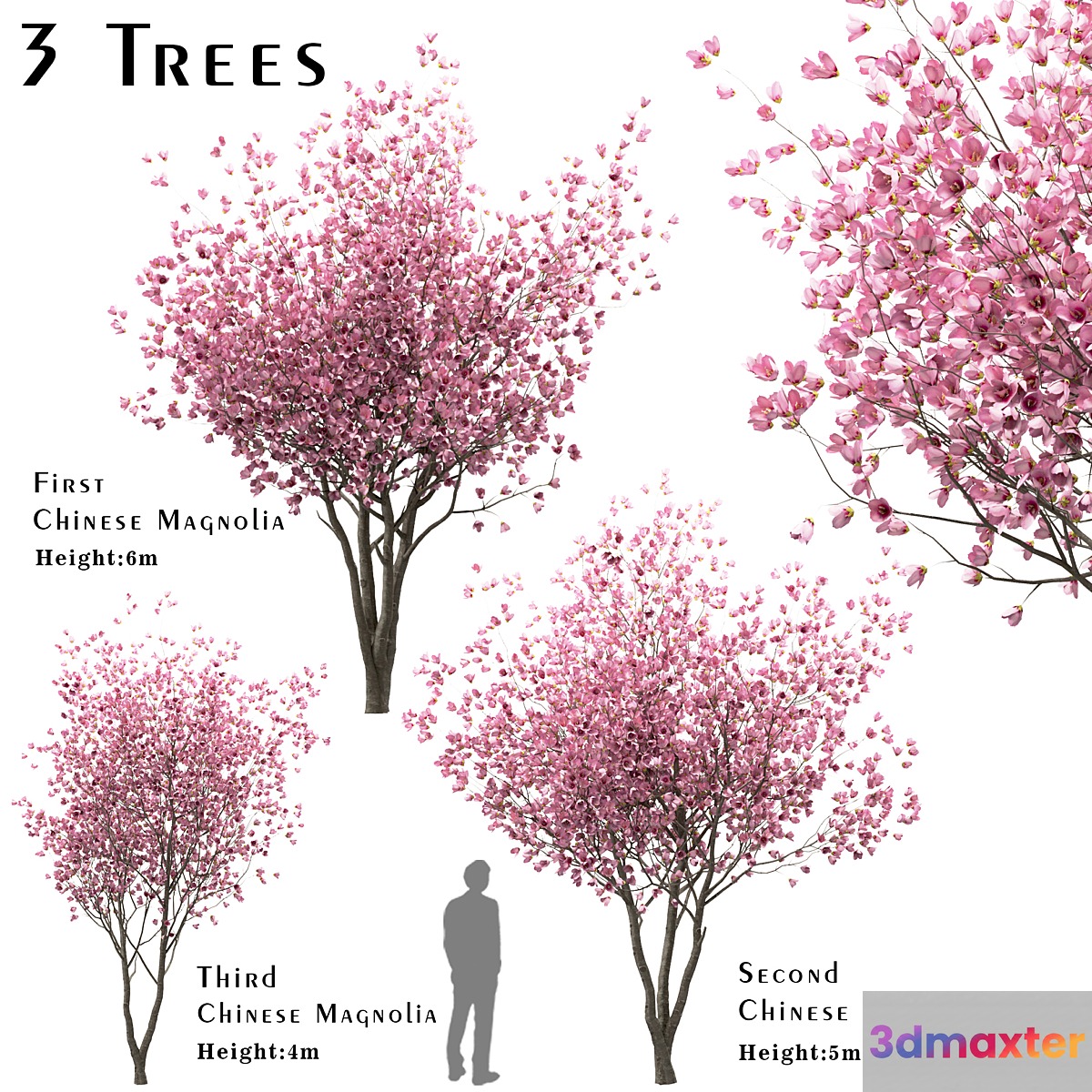 Set of Chinese Magnolia Trees (Saucer Magnolia) (3 Trees) 3D Max