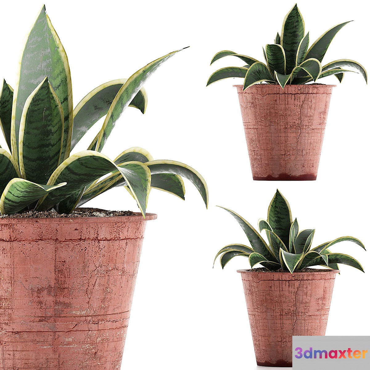 Plant collection 105 Agave - No.2