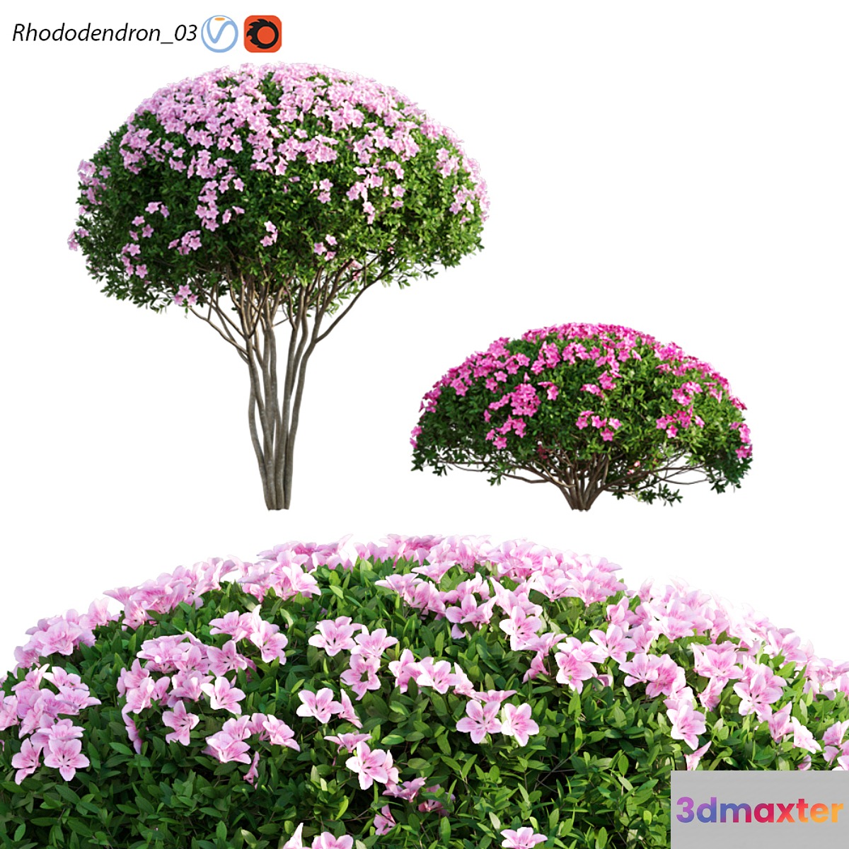 Rhododendron 03