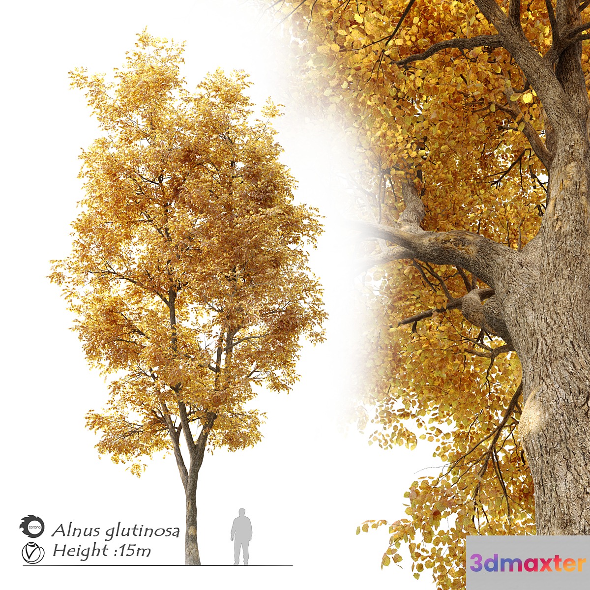Alnus glutinosa (black alder) - No.3