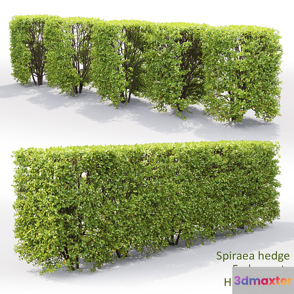 Spiraea 3D Max