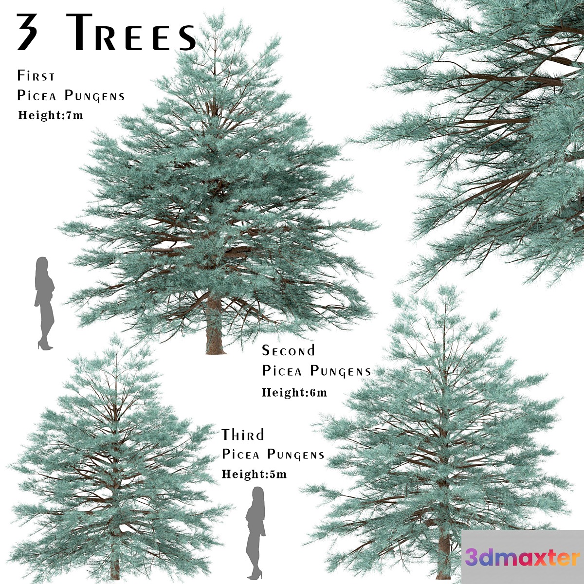 Set of Picea Pungens Trees (Blue spruce) (3 Trees) 3D Max