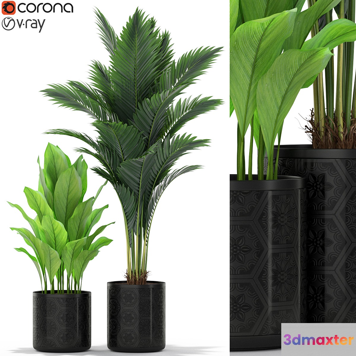 Plants collection 380