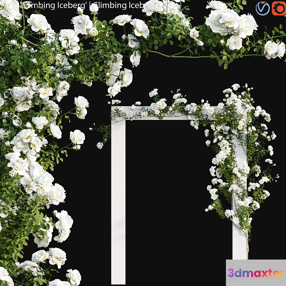 Climbing Iceberg Rose 01