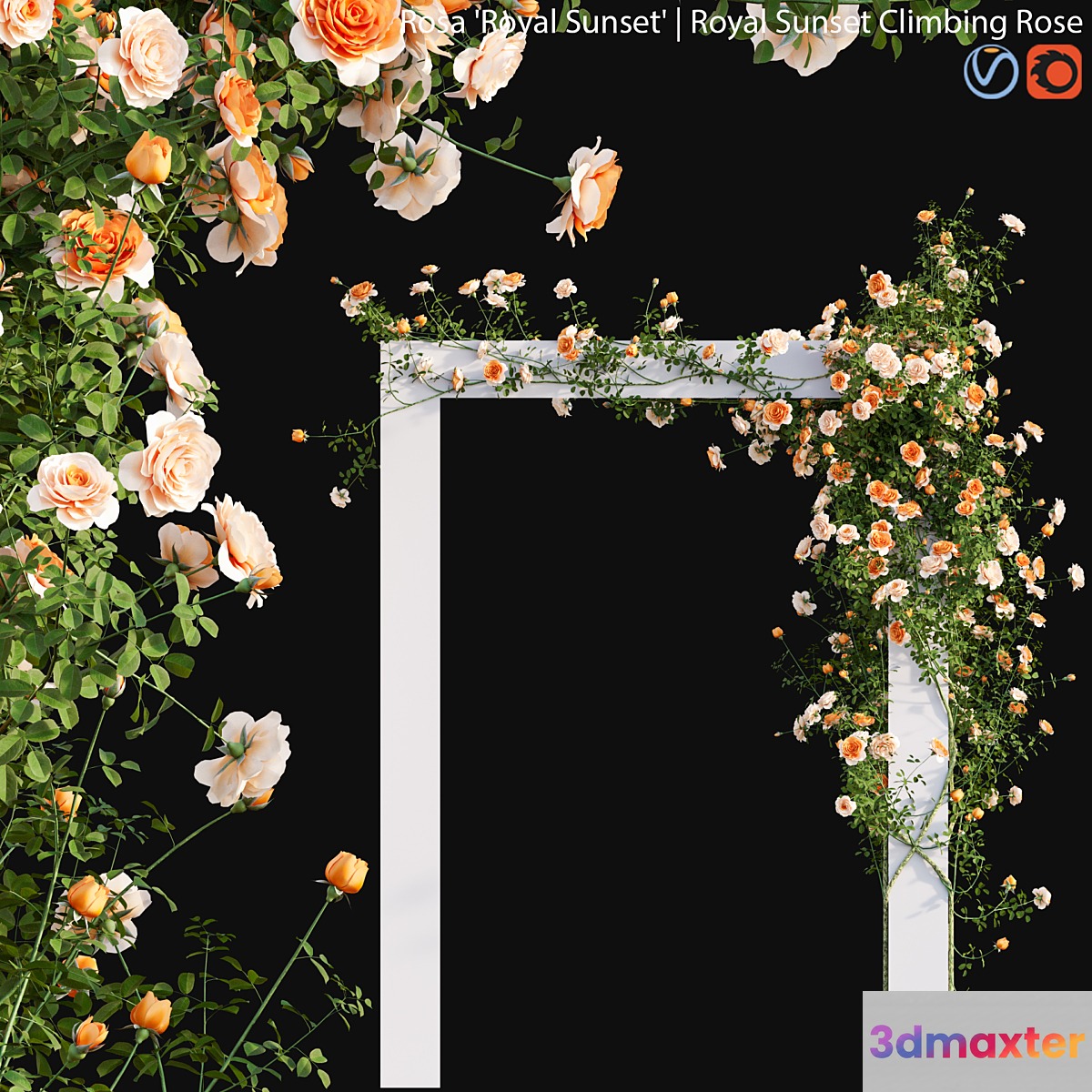 Royal Sunset Climbing Rose 01 - No.2 3D Max