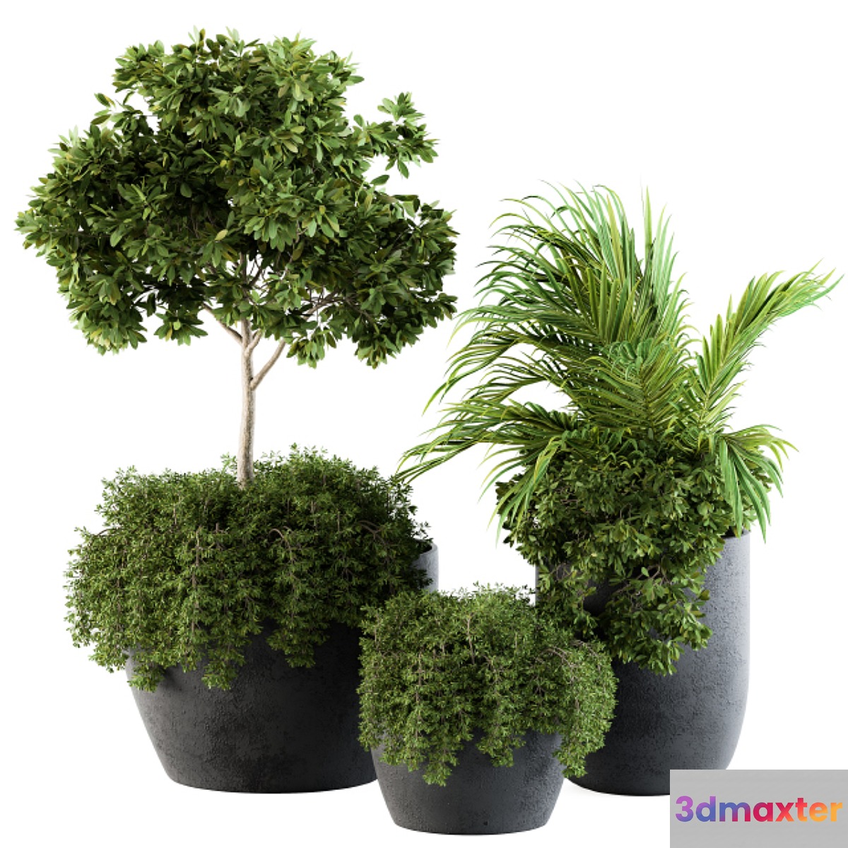 Outdoor Plants Broadleaf - Set 81 - No.2