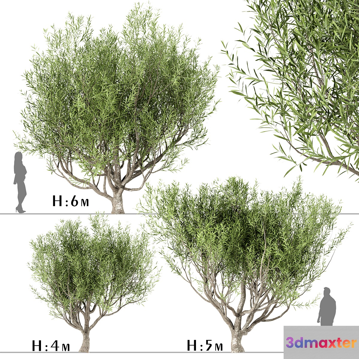 Set of Olive Trees (Olea Europaea) (3 Trees) 3D Max