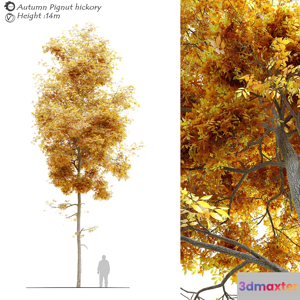 Autumn carya glabra (pignut hickory) - No.3
