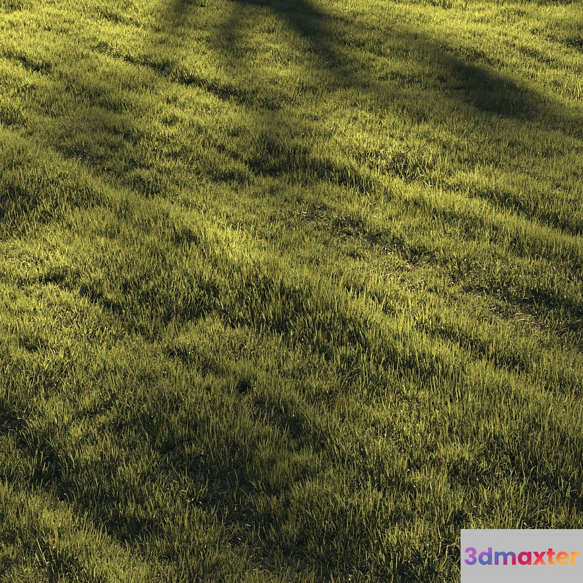 Grass | lawn 3D Max